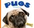 Cover of: Pugs (Domestic Dogs)