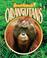 Cover of: Orangutans (Smart Animals)