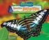 Cover of: Beautiful Butterflies (No Backbone! the World of Invertebrates)