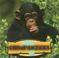 Cover of: Chimpanzees (Amazing Apes)