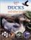 Cover of: Ducks and Other Birds (Life Cycles)