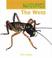 Cover of: The Weta (Nature Kids in New Zealand)