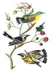 Cover of: Audubon Bird Notebook (Decorative Notebooks)