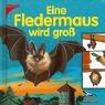 Eine Fledermaus wird groß.