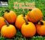 Cover of: From Seed to Pumpkin (Welcome Books)