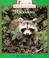 Cover of: Raccoons (Rookie Read-About Science)