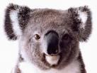 Cover of: The official koala handbook by Simon Hunter