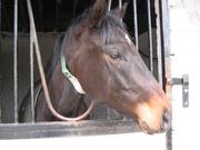 Grooming racehorses by Ann Slatten Jones