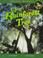 Cover of: Up a rainforest tree