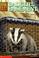 Cover of: Badger in the Basement (Animal Ark Series #6)