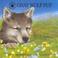 Cover of: Gray wolf pup