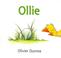 Cover of: Ollie (Bccb Blue Ribbon Picture Book Awards (Awards))