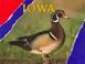 Cover of: Iowa