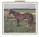 Cover of: Horses