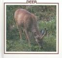 Deer