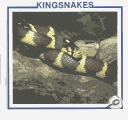 Cover of: Kingsnakes by Sherie Bargar
