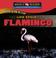 Cover of: The life cycle of a flamingo