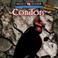 Cover of: Condors