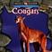 Cover of: Cougars