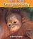 Cover of: Orangutan baby
