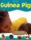 Cover of: My first guinea pig