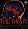 Cover of: The Brain (Mulberry Books)