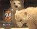 Cover of: A pair of polar bears