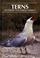 Cover of: Terns of Europe and North America