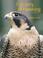 Cover of: Falconry & Hawking