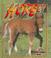 Cover of: What Is a Horse (Science of Living Things)