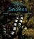 Cover of: Sea Snakes (Pebble Books)