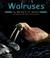 Cover of: Walruses (Pebble Books)