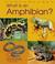 Cover of: What Is an Amphibian? (Animal Kingdom)