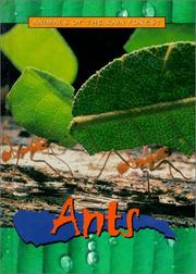 Cover of: Ants (Animals of the Rain Forest) by 