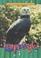 Cover of: Harpy Eagles (Animals of the Rain Forest)