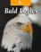 Cover of: Bald Eagles (Untamed World)