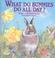 Cover of: What Do Bunnies Do All Day?