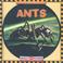 Cover of: Ants (Insects)