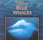 Cover of: Blue Whales (Whales and Dolphins)