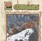 Cover of: Cougars (Big Cats)