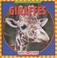 Cover of: Giraffes (Macken, Joann Early, Animals I See at the Zoo.)
