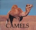 Camels by Jenny Markert