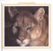 Cover of: The cougar