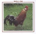 Cover of: Pollos by Lynn M. Stone