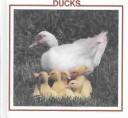 Cover of: Ducks (Farm Animal Discovery Library) by 