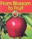 Cover of: From Blossom to Fruit (Apples)