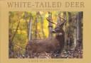 Cover of: White-Tailed Deer: A Book of 21 Postcards