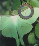 Cover of: Moths (Bugs (Mankato, Minn.).) by 