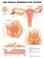 Cover of: The The Female Reproductive System Anatomical Chart