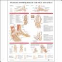 Cover of: Anatomy And Injuries Of The Foot And Ankle by Anatomical Chart Company, Anatomical Chart Company